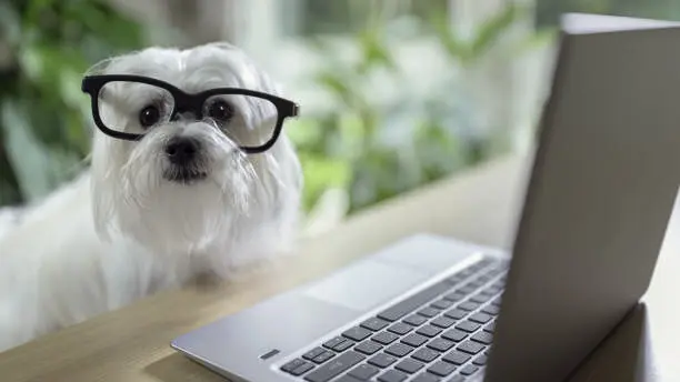 News Blog Image_Dog with Glasses and Computer_iStockphoto-1049887368